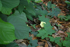 Merremia vitifolia